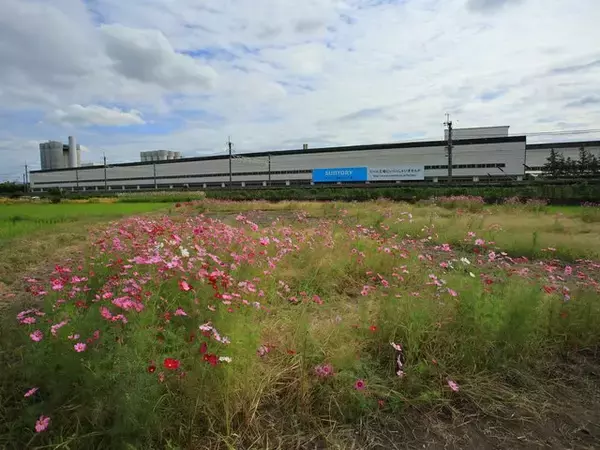 「【京都コスモス】コスモスの季節が到来♪コスモススポット3選【京都花めぐり】」の画像