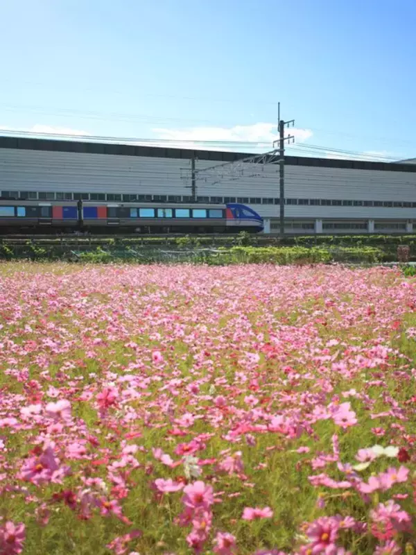 「【京都コスモス】コスモスの季節が到来♪コスモススポット3選【京都花めぐり】」の画像