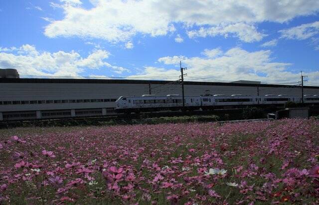 【京都コスモス】コスモスの季節が到来♪コスモススポット3選【京都花めぐり】