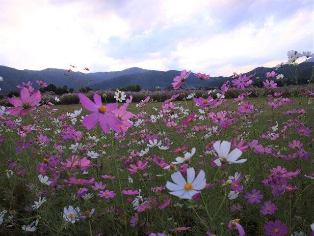 【京都コスモス】コスモスの季節が到来♪コスモススポット3選【京都花めぐり】