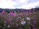 「【京都コスモス】コスモスの季節が到来♪コスモススポット3選【京都花めぐり】」の画像18