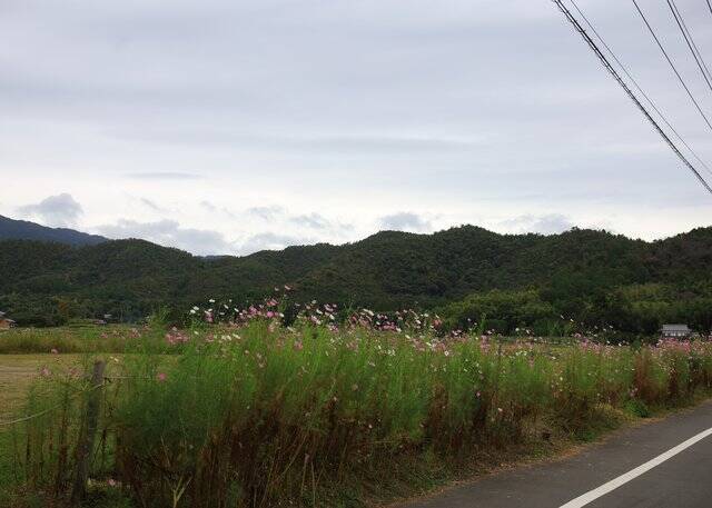 【京都コスモス】コスモスの季節が到来♪コスモススポット3選【京都花めぐり】