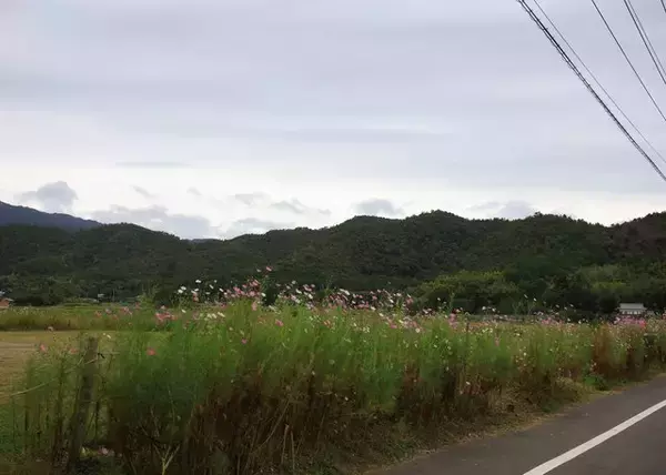 「【京都コスモス】コスモスの季節が到来♪コスモススポット3選【京都花めぐり】」の画像