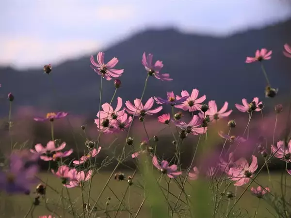 「【京都コスモス】コスモスの季節が到来♪コスモススポット3選【京都花めぐり】」の画像