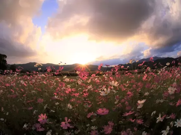 「【京都コスモス】コスモスの季節が到来♪コスモススポット3選【京都花めぐり】」の画像