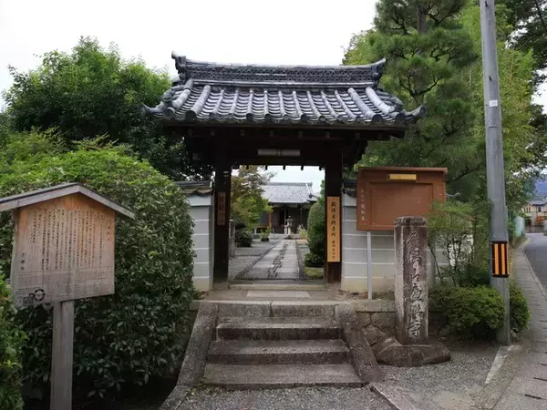 「【京都コスモス】コスモスの季節が到来♪コスモススポット3選【京都花めぐり】」の画像
