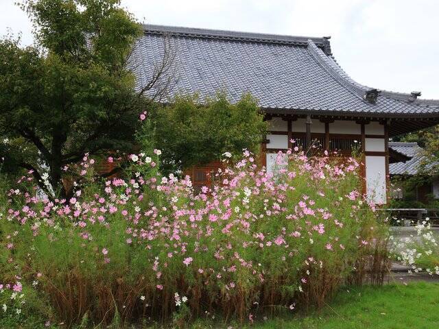 【京都コスモス】コスモスの季節が到来♪コスモススポット3選【京都花めぐり】