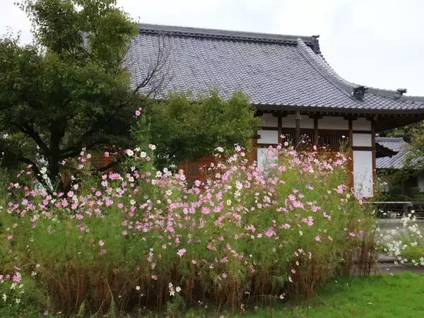 「【京都コスモス】コスモスの季節が到来♪コスモススポット3選【京都花めぐり】」の画像
