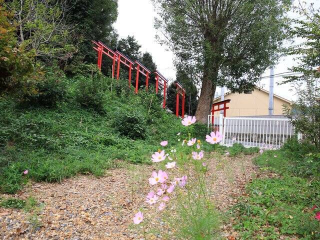 【京都コスモス】コスモスの季節が到来♪コスモススポット3選【京都花めぐり】