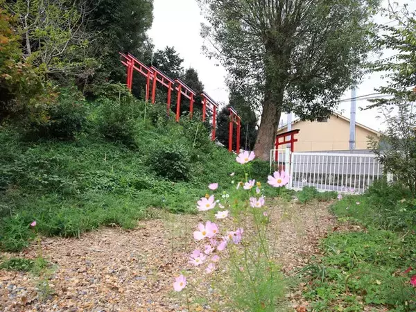 「【京都コスモス】コスモスの季節が到来♪コスモススポット3選【京都花めぐり】」の画像
