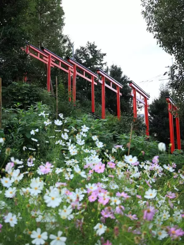 「【京都コスモス】コスモスの季節が到来♪コスモススポット3選【京都花めぐり】」の画像