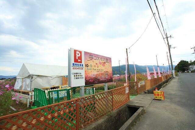 【京都コスモス】コスモスの季節が到来♪コスモススポット3選【京都花めぐり】