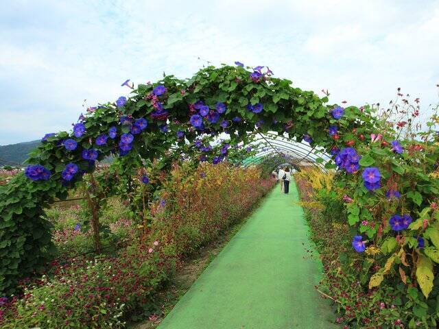 【京都コスモス】コスモスの季節が到来♪コスモススポット3選【京都花めぐり】