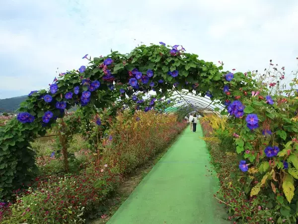「【京都コスモス】コスモスの季節が到来♪コスモススポット3選【京都花めぐり】」の画像