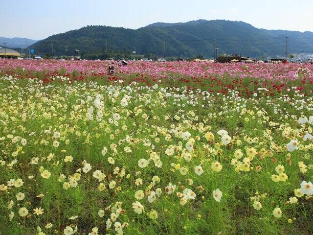 【京都コスモス】コスモスの季節が到来♪コスモススポット3選【京都花めぐり】