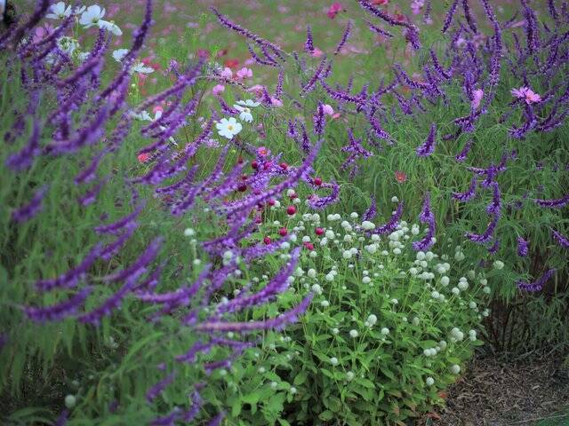 【京都コスモス】コスモスの季節が到来♪コスモススポット3選【京都花めぐり】