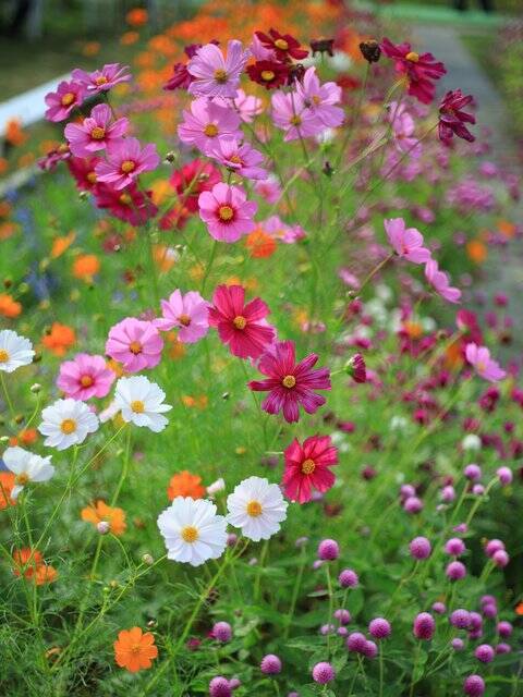 【京都コスモス】コスモスの季節が到来♪コスモススポット3選【京都花めぐり】