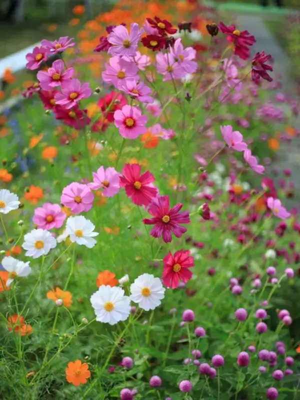 「【京都コスモス】コスモスの季節が到来♪コスモススポット3選【京都花めぐり】」の画像