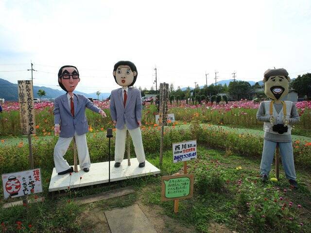 【京都コスモス】コスモスの季節が到来♪コスモススポット3選【京都花めぐり】