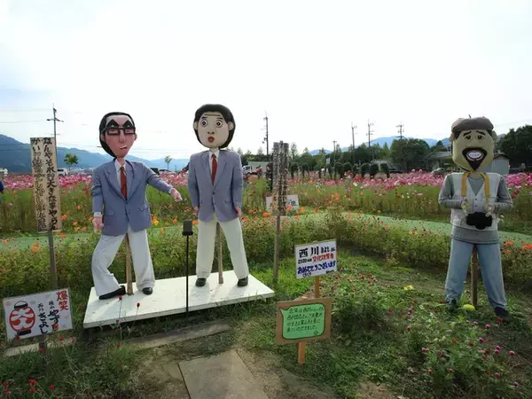 「【京都コスモス】コスモスの季節が到来♪コスモススポット3選【京都花めぐり】」の画像