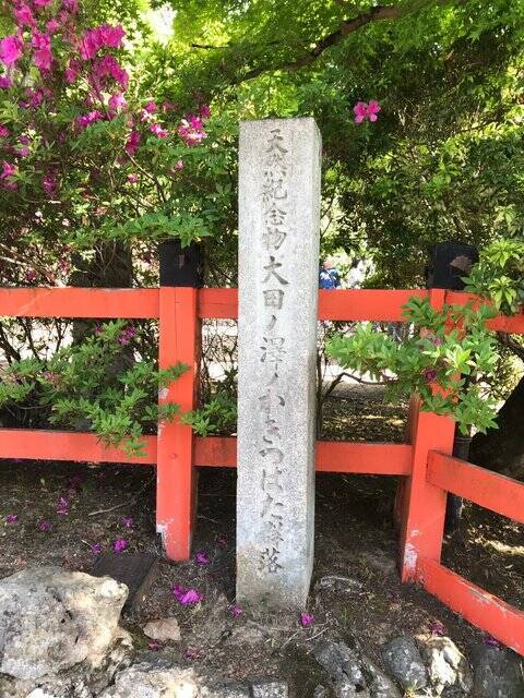 22京都開花情報 天然記念物カキツバタ見頃 世界遺産上賀茂神社摂社 大田神社 22年5月8日 エキサイトニュース