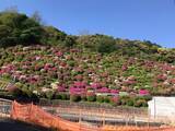 「【2023京都の花】東山斜面一面をピンクに彩る『蹴上のつつじ』見頃！三条通の絶景☆」の画像10