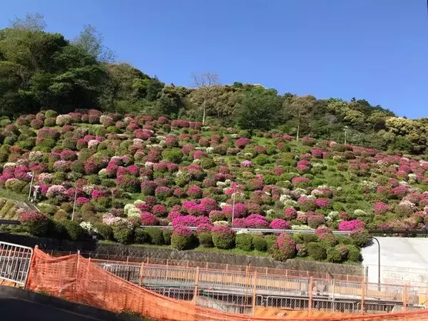 「【2023京都の花】東山斜面一面をピンクに彩る『蹴上のつつじ』見頃！三条通の絶景☆」の画像