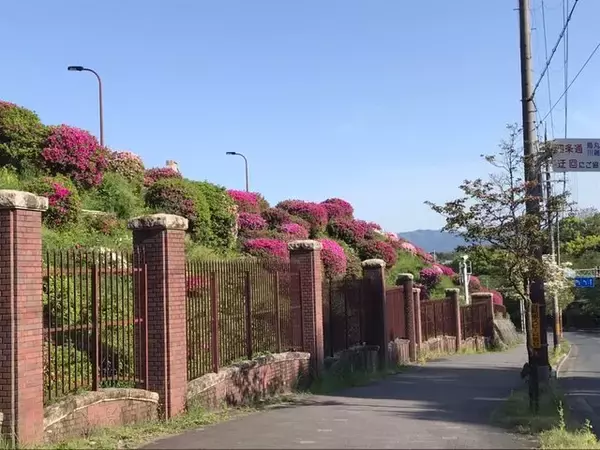「【2023京都の花】東山斜面一面をピンクに彩る『蹴上のつつじ』見頃！三条通の絶景☆」の画像