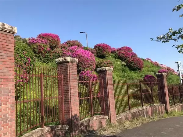 「【2023京都の花】東山斜面一面をピンクに彩る『蹴上のつつじ』見頃！三条通の絶景☆」の画像