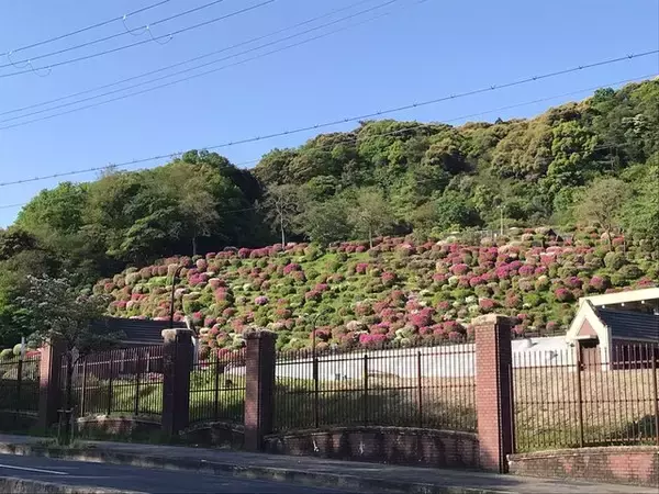 「【2023京都の花】東山斜面一面をピンクに彩る『蹴上のつつじ』見頃！三条通の絶景☆」の画像