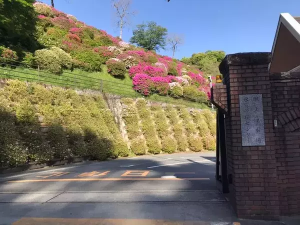 「【2023京都の花】東山斜面一面をピンクに彩る『蹴上のつつじ』見頃！三条通の絶景☆」の画像