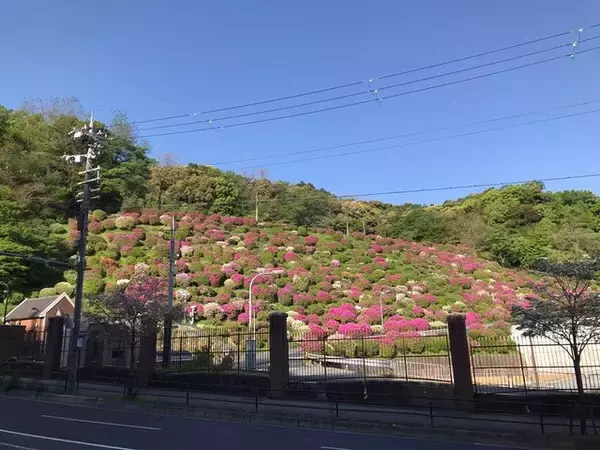 「【2023京都の花】東山斜面一面をピンクに彩る『蹴上のつつじ』見頃！三条通の絶景☆」の画像