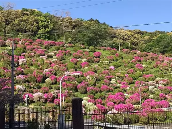 「【2023京都の花】東山斜面一面をピンクに彩る『蹴上のつつじ』見頃！三条通の絶景☆」の画像