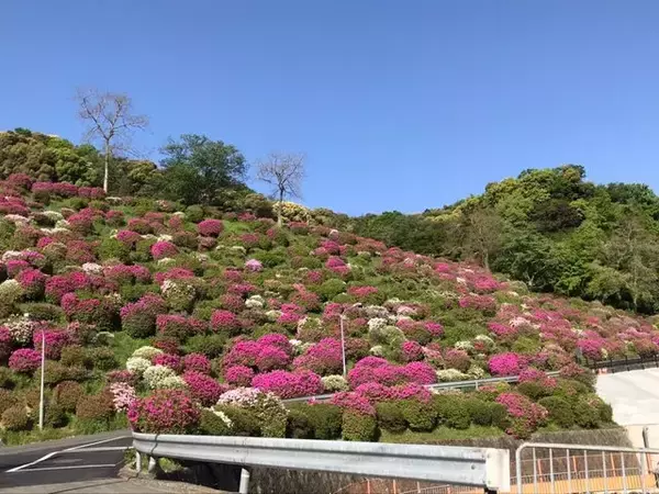 「【2023京都の花】東山斜面一面をピンクに彩る『蹴上のつつじ』見頃！三条通の絶景☆」の画像