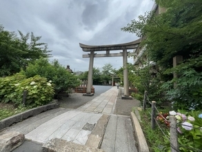 【京都の花2026】紫陽花の名所見頃！新幹線沿い京都駅スグの源氏ゆかり神社「六孫王神社」