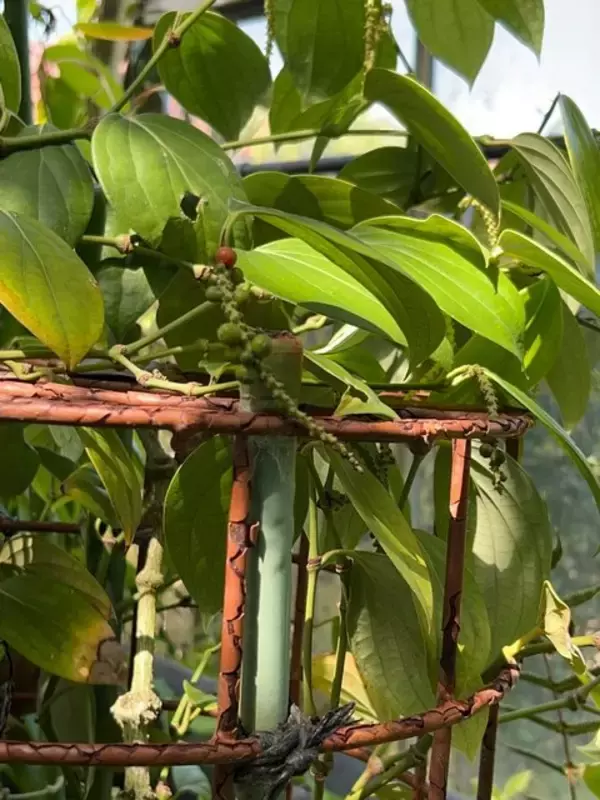 「【京都穴場スポット】3000種の植物園☆製薬会社『日本新薬』無料施設「山科植物資料館」」の画像