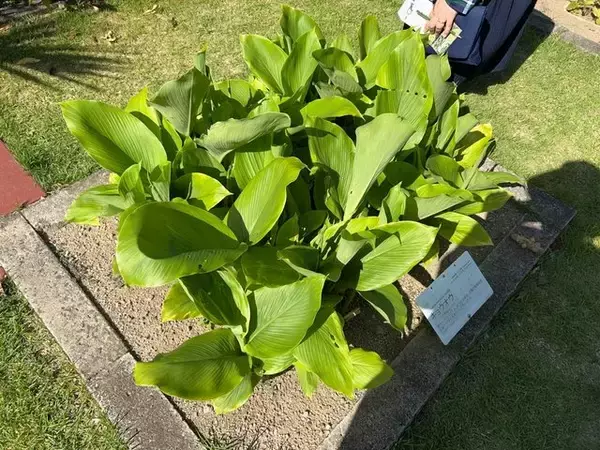 「【京都穴場スポット】3000種の植物園☆製薬会社『日本新薬』無料施設「山科植物資料館」」の画像