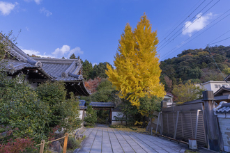 【京都紅葉2025】気品ある花と紅葉をゆったり散策　皇室ゆかり「霊鑑寺」秋の特別拝観」