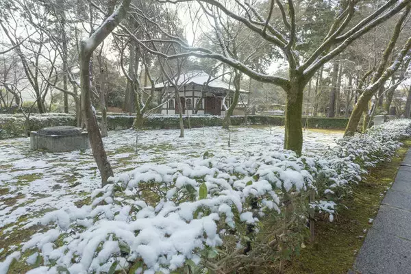 「【雪の京都2024】深々と降る雪が心にしみる風景「真如堂」」の画像