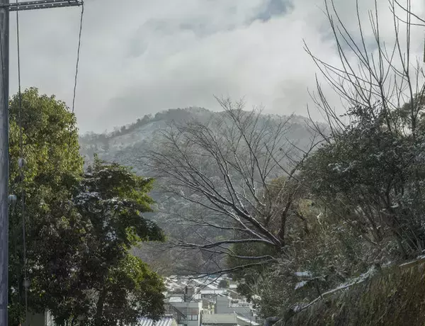 「【雪の京都2024】深々と降る雪が心にしみる風景「真如堂」」の画像