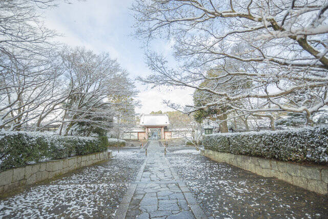 【雪の京都2024】深々と降る雪が心にしみる風景「真如堂」