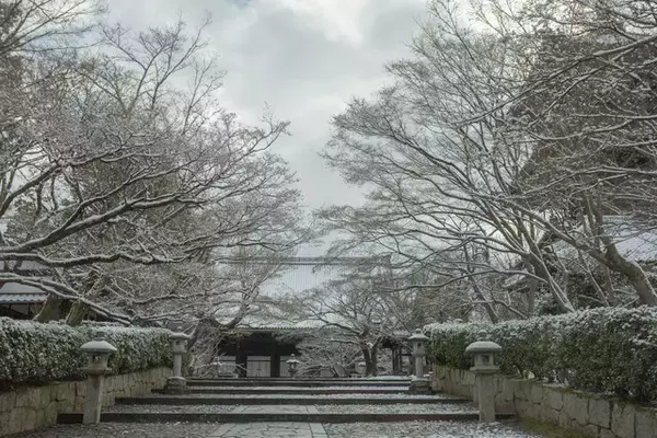 「【雪の京都2024】深々と降る雪が心にしみる風景「真如堂」」の画像
