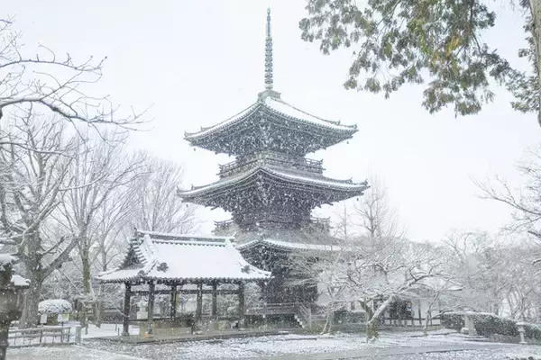 「【雪の京都2024】深々と降る雪が心にしみる風景「真如堂」」の画像