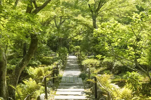 「【初公開】非公開文化財の特別公開と新緑に包まれる庭園が魅力「宝筐院」【嵯峨野】」の画像