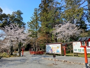 【京都】西山山麓　満開3日の幻の桜、天高く西行桜が満開、鳥獣の庭の桜もまもなく！