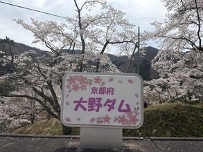 京都の桜名所　ドライブで行きたい「美山・大野ダム桜まつり」