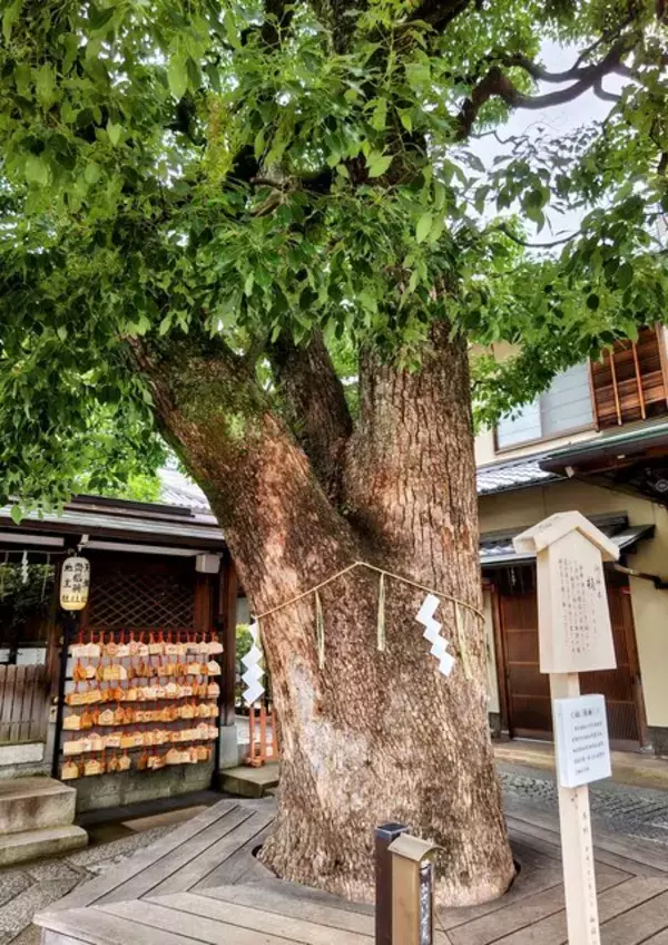 「【京都パワースポット】安倍晴明がご祭神の『晴明神社』の見どころを紹介！」の画像