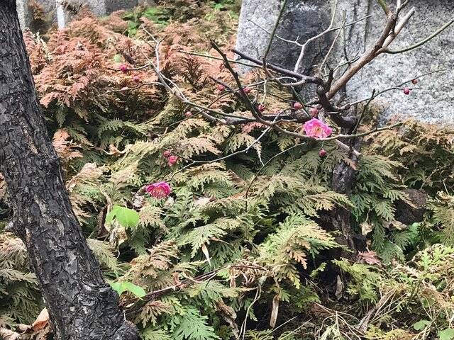 【京都神社】京都駅からスグ☆受験生必訪の菅原道真公祀る天神信仰発祥地「文子天満宮」