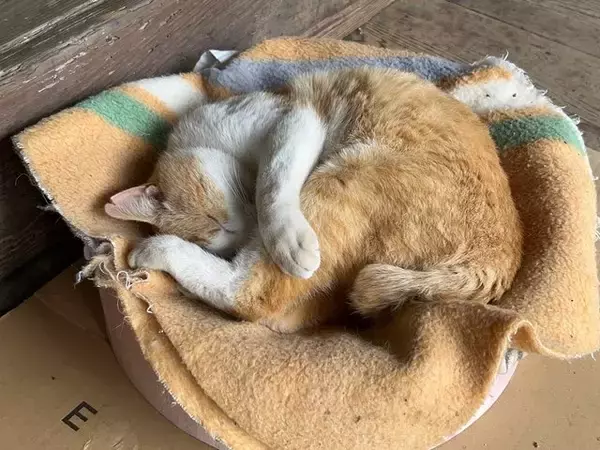 「【海の京都】日本三景・天橋立にあるネコのいるお寺☆文殊の知恵にあやかれる「智恩寺」」の画像