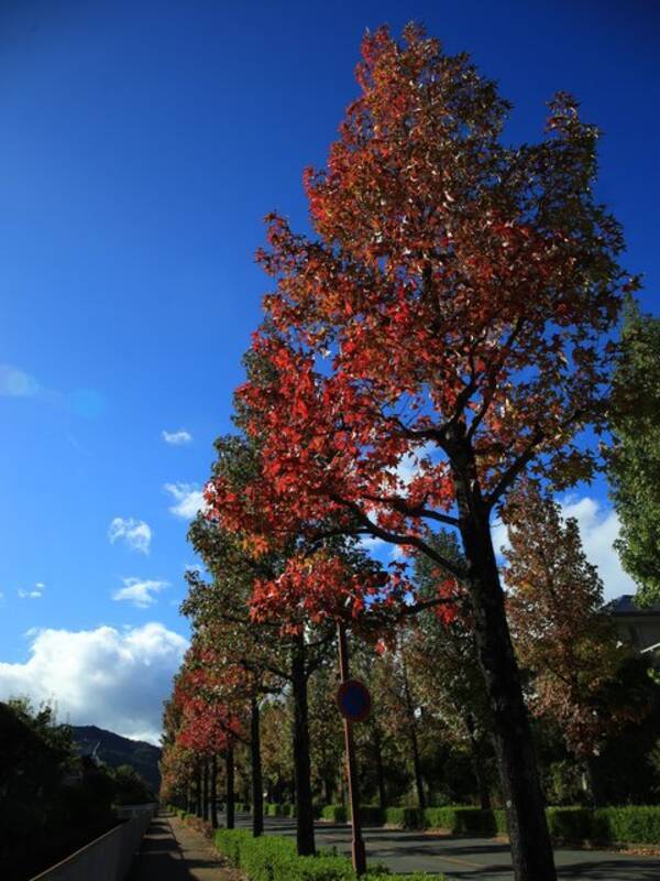 京都紅葉22 初秋の紅葉名所 今年も色づき始めました 桂坂モミジバフウ並木 22年10月27日 エキサイトニュース